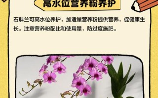 石斛兰如何施肥（石斛兰如何施肥视频）