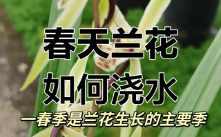 春兰怎么浇水（春兰怎么浇水好）