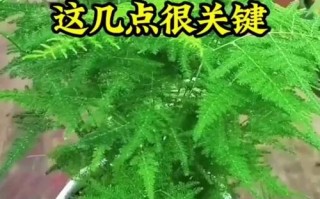 文竹一养就10年（文竹养多少年可以淘汰）