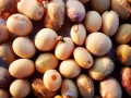一把豆子撒瓶里（把一袋豆子倒入一个空桶讲解）
