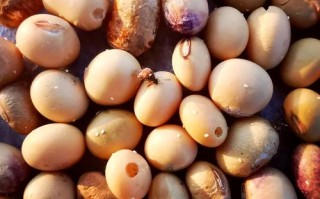 一把豆子撒瓶里（把一袋豆子倒入一个空桶讲解）