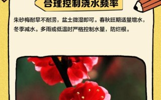 朱砂梅怎么养（朱砂梅怎么养护）