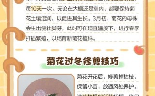 菊花冬天怎么养（菊花冬天的养护）