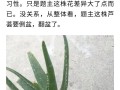 怎么养芦荟长得快（怎么养芦荟长得快些）