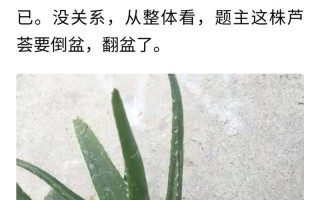 怎么养芦荟长得快（怎么养芦荟长得快些）
