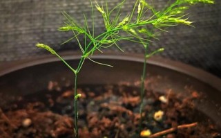 文竹种子怎么种（文竹种子怎么种土里不发芽呀）