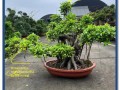 人参榕的养殖方法和注意事项（人参榕的养殖方法与日常养护知识）