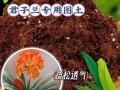 君子兰换盆用什么土好（君子兰换盆时用新买的土还是盆中原有的土?）