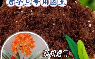 君子兰换盆用什么土好（君子兰换盆时用新买的土还是盆中原有的土?）