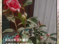 茶花冬天怎么养（茶花冬天怎么养护和浇水）