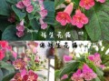 艳斑苣苔的种植方法（艳斑苣苔怎么修剪）