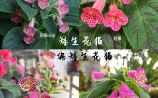 艳斑苣苔的种植方法（艳斑苣苔怎么修剪）