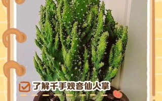 仙人棒怎么养（仙人棒怎么养好看）