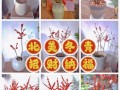 北美冬青插花怎么养（北美冬青插花怎么养护）