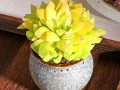 凝脂菊和玉露的区别（凝脂菊和玉露的区别图片）