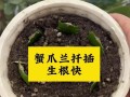 蟹爪兰小苗怎么培育（蟹爪兰幼苗怎么施肥）