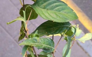 如何使翅荚决明在元旦开花（翅荚决明的诗词）