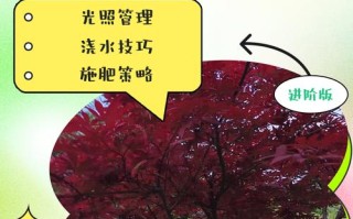 盆栽鸡爪槭怎么养护（鸡爪槭的盆栽种植方法）