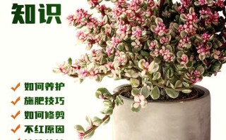 金枝玉叶养的总掉叶（金枝玉叶老掉叶）