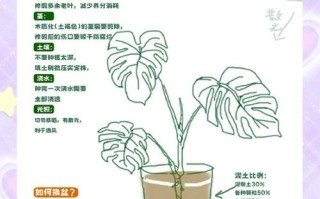 龟背竹秋天怎么养（龟背竹秋冬季节怎么养护）