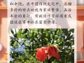 过年给花来个大扫除（过年大扫除说的吉利话）