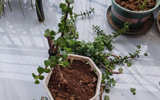 金枝玉叶怎么养（金枝玉叶怎么养才能开花）