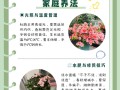 杜鹃花花期养护（杜鹃花花期是多长时间）