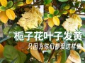 栀子花为什么叶子发黄（栀子花叶子发黄是什么原因怎么办）