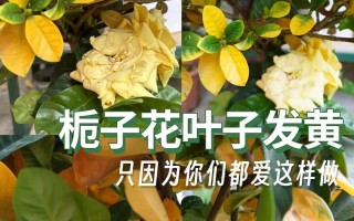栀子花为什么叶子发黄（栀子花叶子发黄是什么原因怎么办）