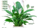 冬季白掌绿植养护（白掌冬天怎么养才能安全过冬?）