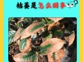 桂花树叶子干枯发黄怎么办（桂花树树叶枯黄怎么办）