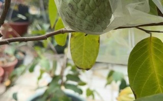 释迦果籽怎么种小盆栽（释迦果的籽种种植方法）