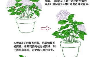 绣球花的修剪方法（绣球花的修剪方法和土壤选取）