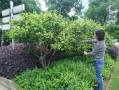 含笑花怎么修剪（含笑花修剪方法图解）