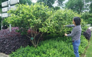 含笑花怎么修剪（含笑花修剪方法图解）