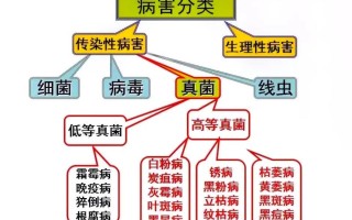 病毒与植物间的关系（植物与病毒互作）
