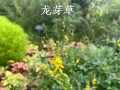 龙牙草怎么繁殖（龙牙草怎么繁殖的）