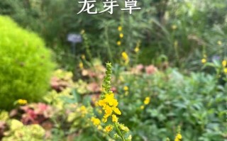 龙牙草怎么繁殖（龙牙草怎么繁殖的）