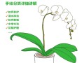 家庭植物养护小知识大全（家庭植物讲解）