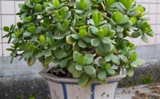 燕子掌怎么养（燕子掌怎么养才开花）