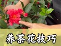 茶花的养殖方法和注意事项（香妃茶花的养殖方法和注意事项）