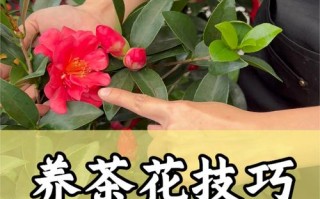 茶花的养殖方法和注意事项（香妃茶花的养殖方法和注意事项）