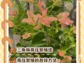 高压繁殖最佳时间（葡萄高压繁殖最佳时间）