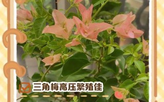 高压繁殖最佳时间（葡萄高压繁殖最佳时间）
