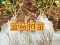 蓝莓树苗怎么种植（蓝莓树苗怎么种植方法）