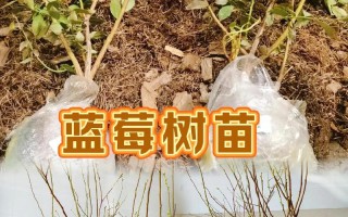 蓝莓树苗怎么种植（蓝莓树苗怎么种植方法）