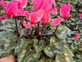 如何使仙客来在圣诞开花（仙客来春节花期开败了,怎么管理用什么肥料好）