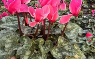 如何使仙客来在圣诞开花（仙客来春节花期开败了,怎么管理用什么肥料好）
