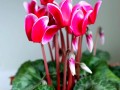 仙客来开花后怎么处理（仙客来开花期注意事项）