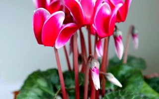 仙客来开花后怎么处理（仙客来开花期注意事项）
